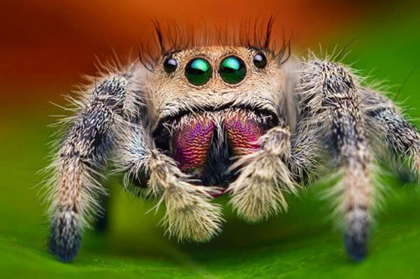 Удивительные макрофотографии пауков
