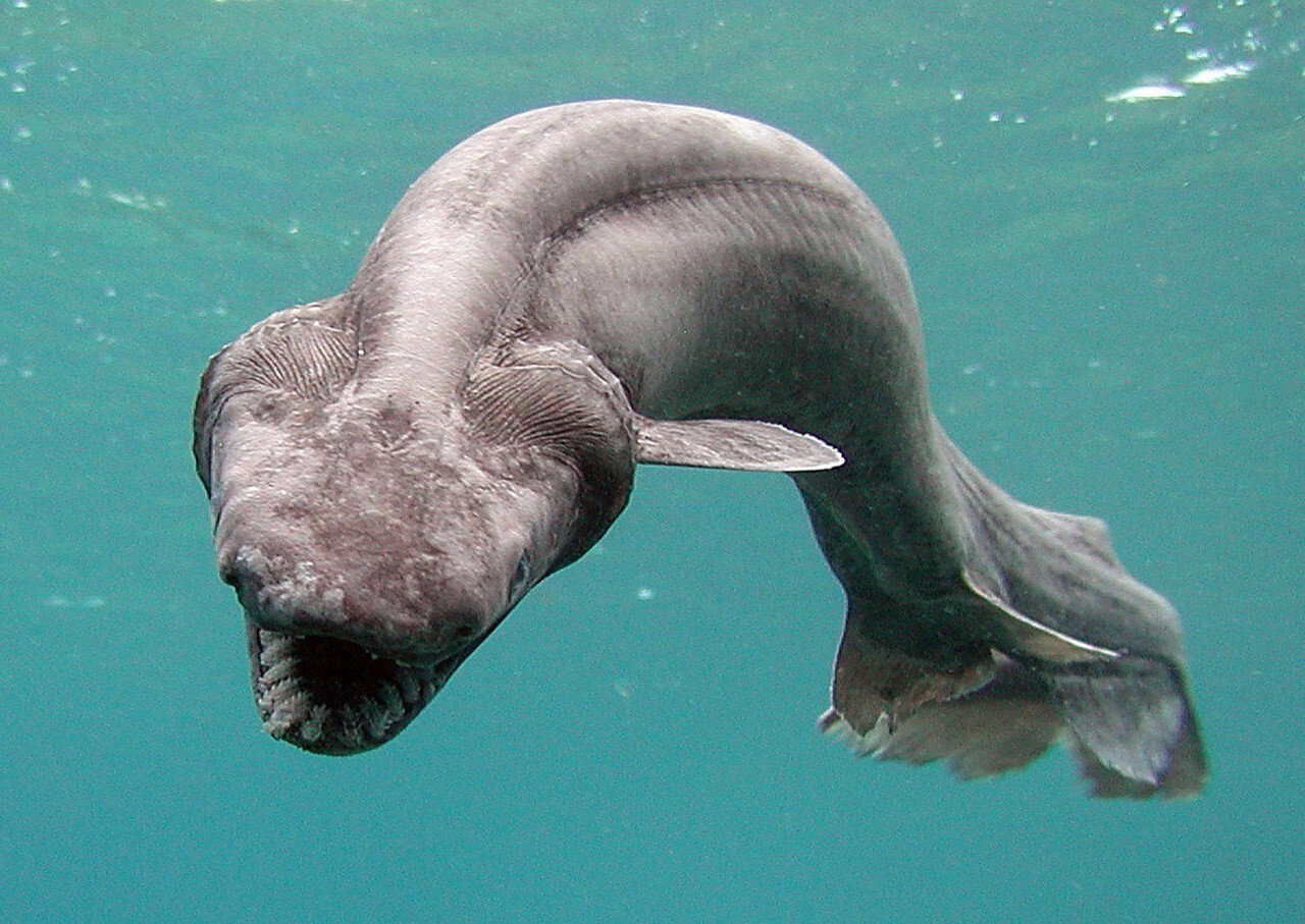 Плащеносная акула - доисторический реликт