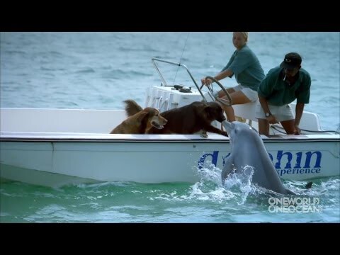 Дельфин цулует собаку