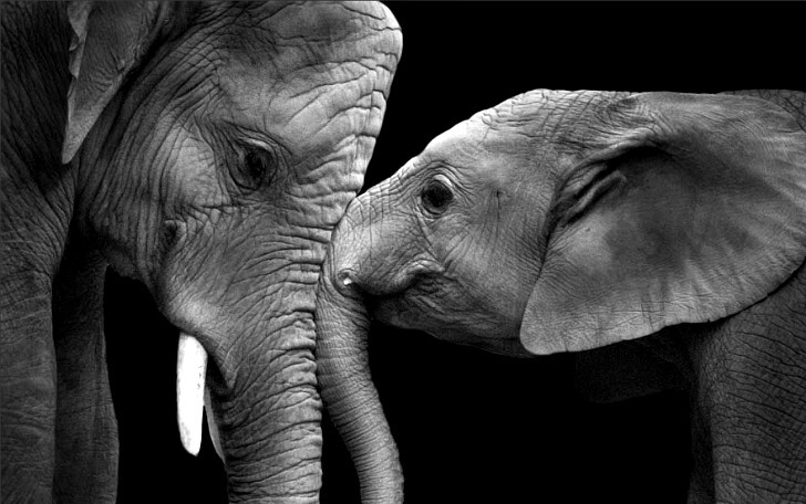 Люби как слон