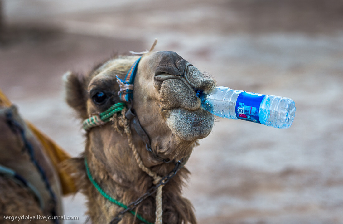 Как верблюды пьют воду