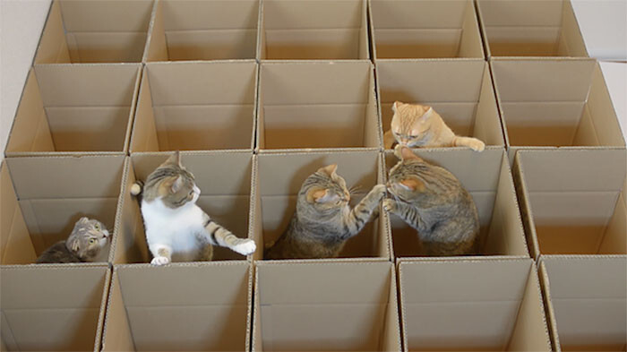 9 радостных котов и картонный лабиринт 
