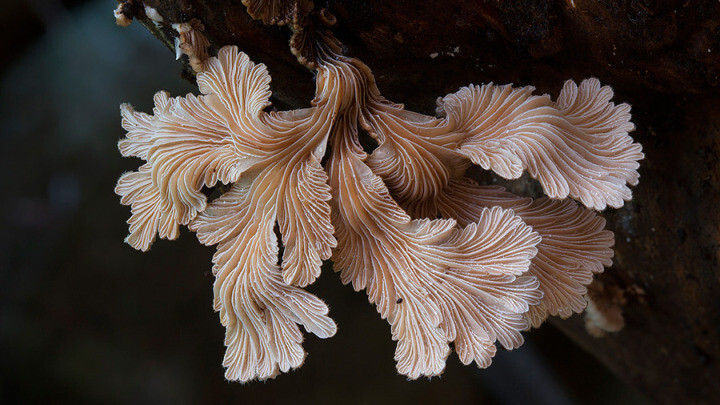 15 удивительных фотографий самых странных и необычных грибов
