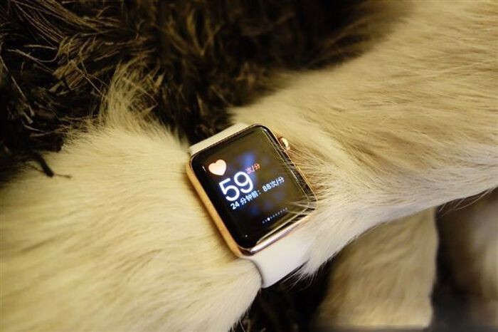 Сын китайского миллиардера купил собаке золотые Apple Watch