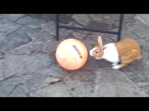 Кролик и Мяч