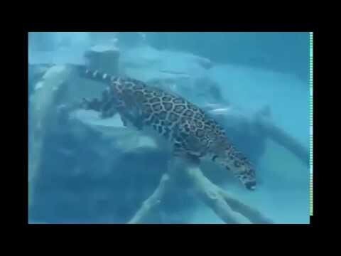 Ягуар ныряет под воду