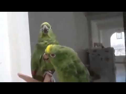 Дуэт пьяных попугаев