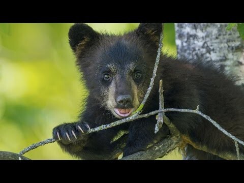 Медведица спасает медвежонка