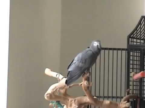 У попугая идеальный музыкальный слух 