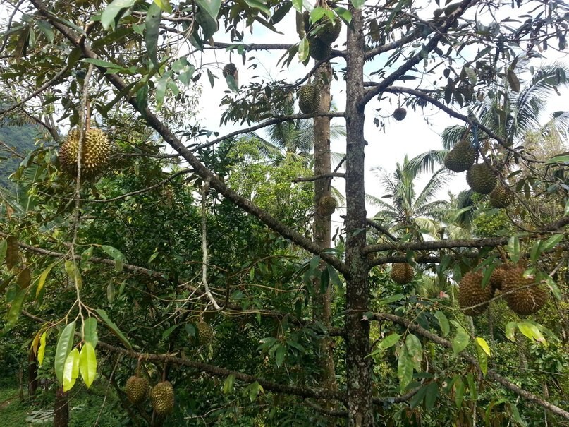 Самый  необычный  фрукт мира -  экзотический дуриан