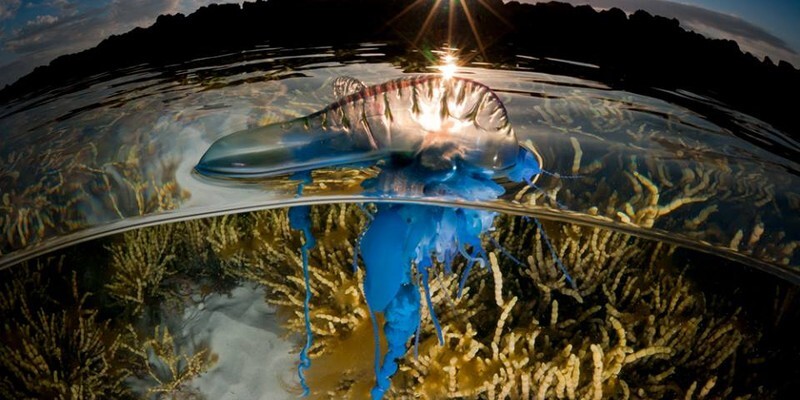 Впечатляющие снимки, сделанные одновременно над и под водой