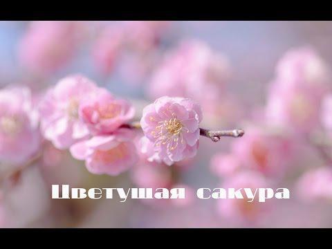 Цветущая сакура! Несколько необычный ракурс