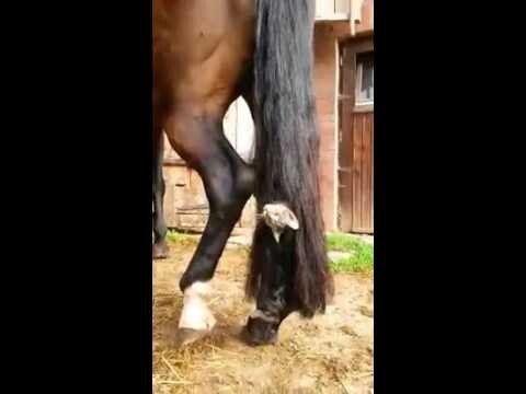 Котенок играет с хвостом лошади