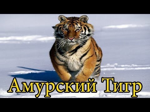 Продолжение Поста про Тигров.Амурский Тигр.