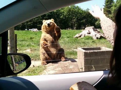 Медведь демонстрирует чудеса голкиперского искусства
