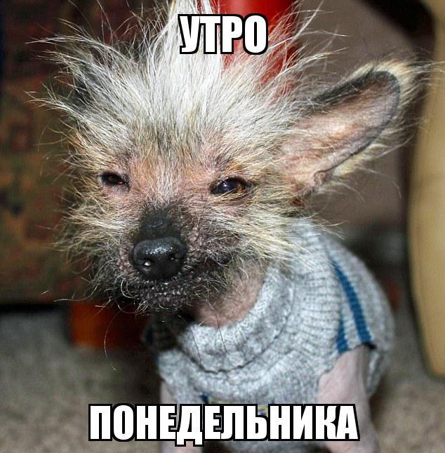 Из солянки