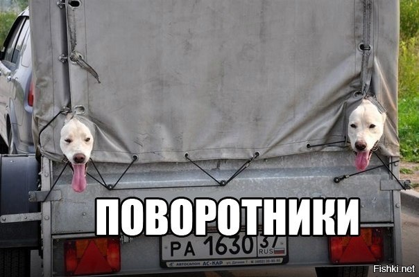 Из солянки