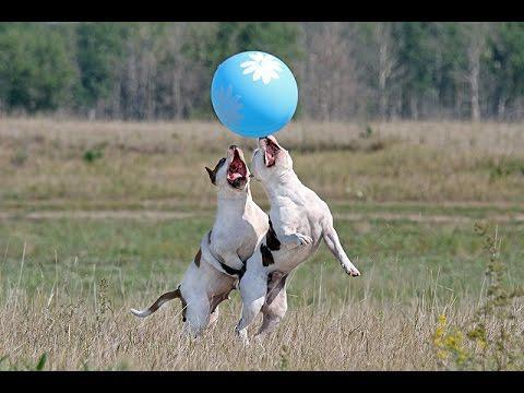 Собаки и шары - веселая подборка