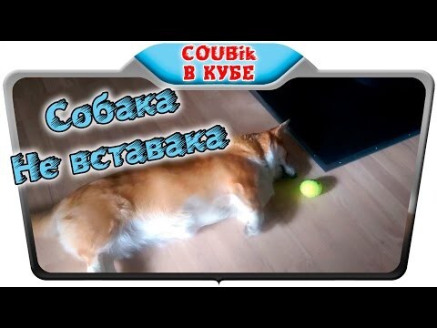 Самая ленивая собака в мире