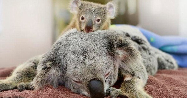 Детеныш коалы обнимал свою маму во время срочной операции