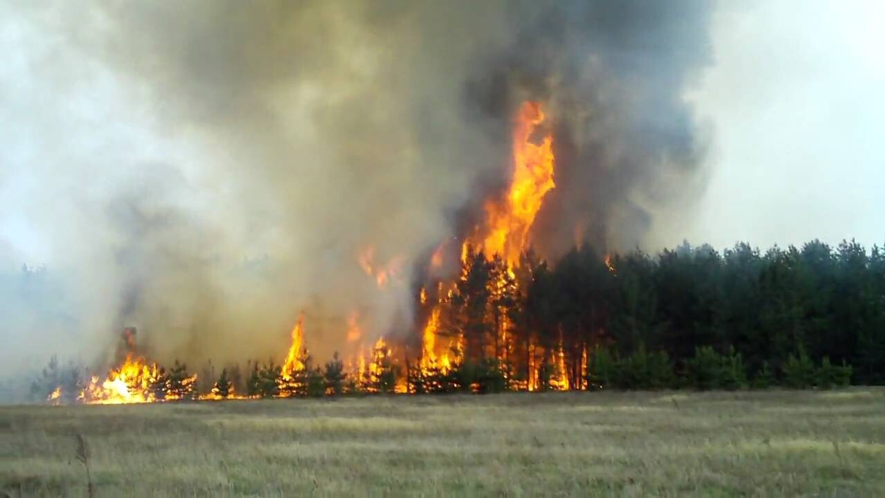 Пожар в киевской области решили не тушить!