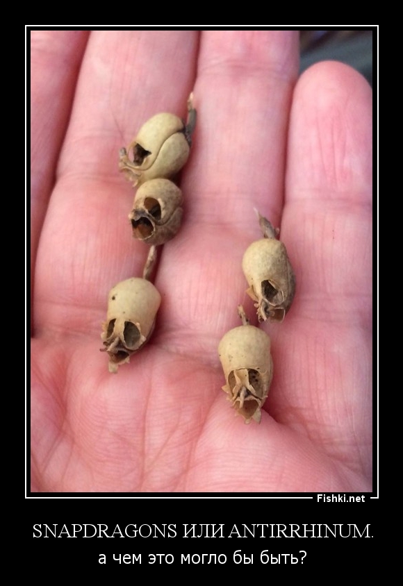 Snapdragons или Antirrhinum.
