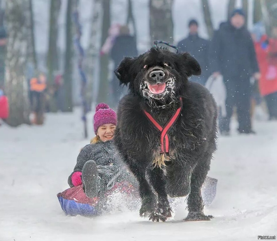 Из солянки