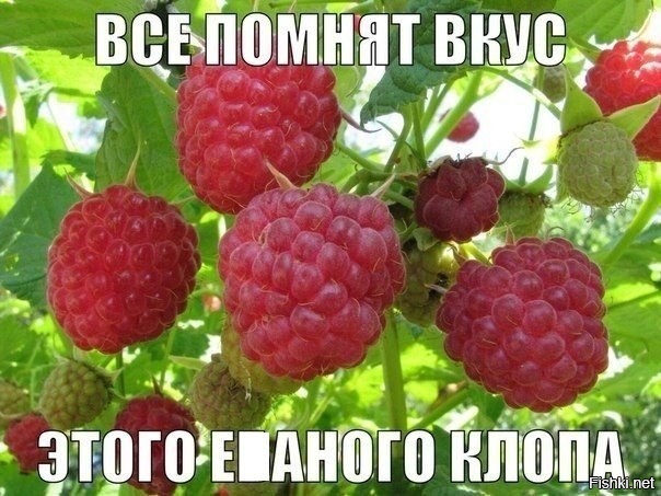 Из солянки