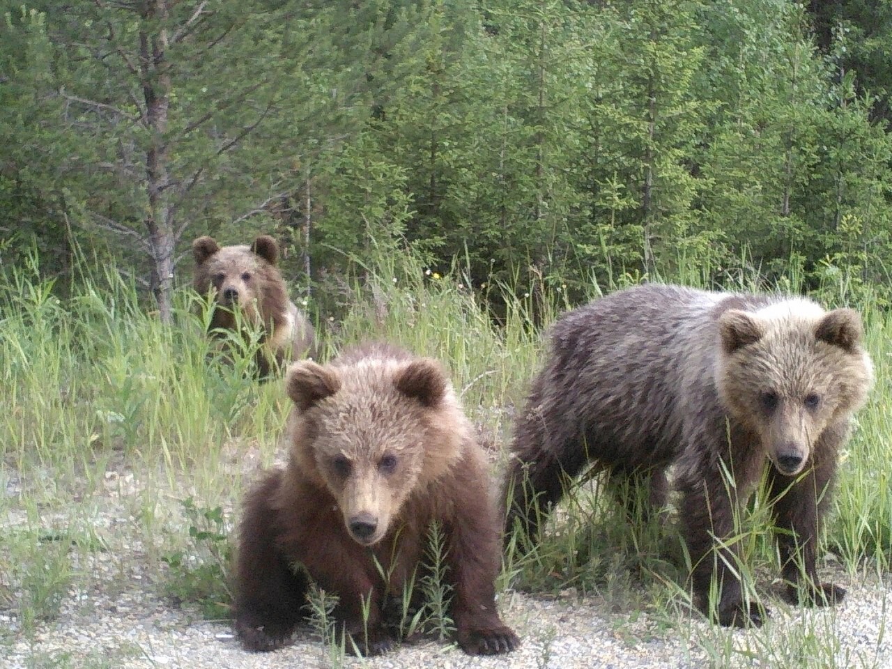 Троица медведей