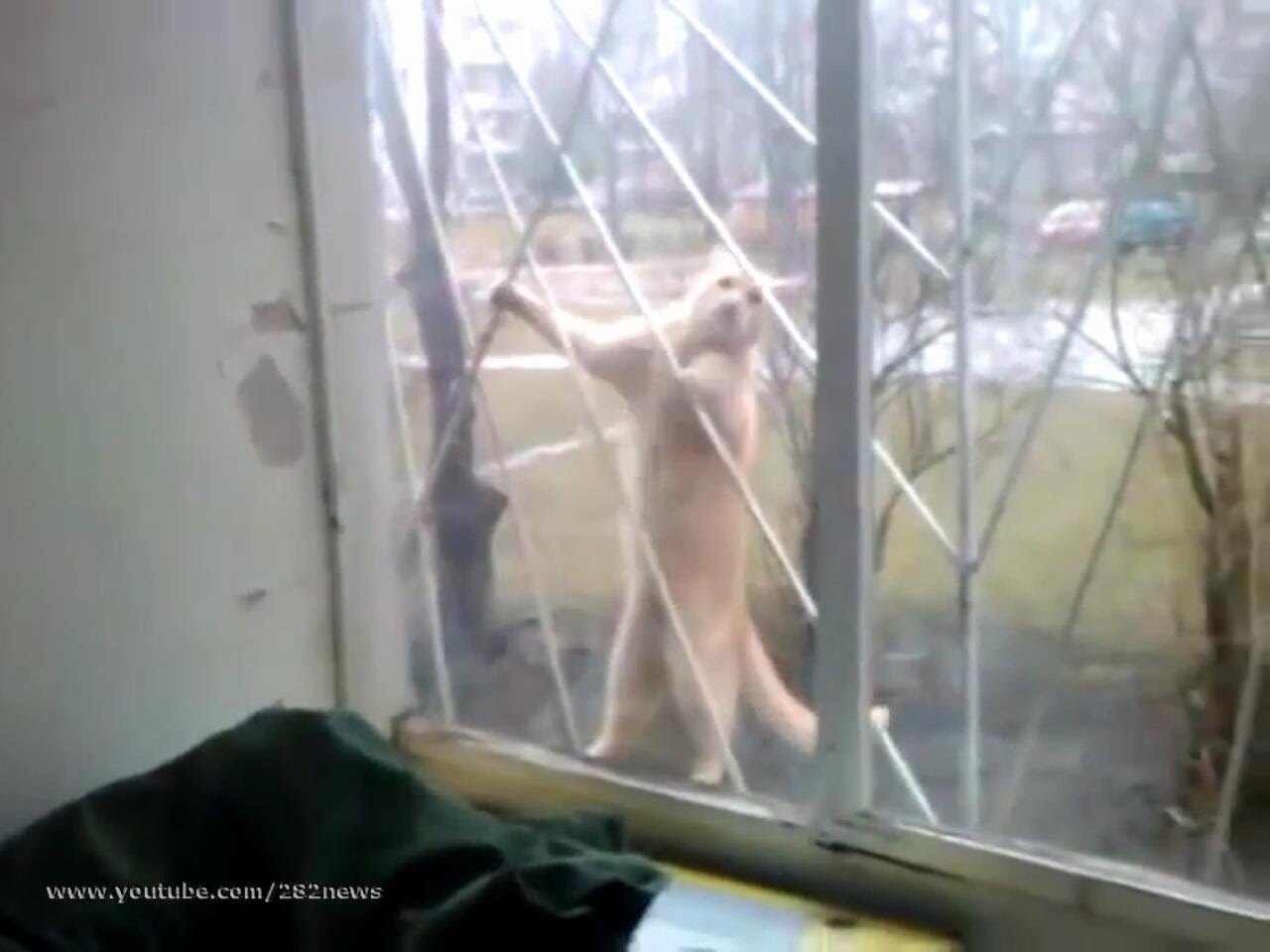 Возвращение Кота - Паука 