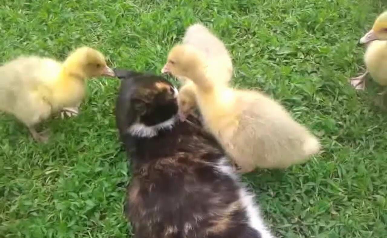 Гусята атакуют кошку