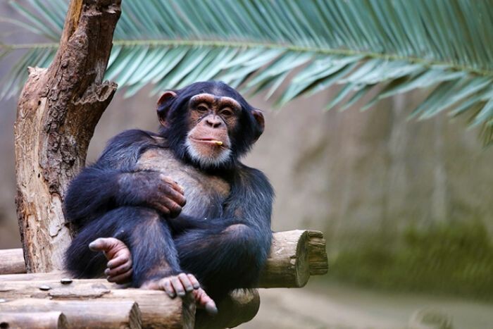 Шимпанзе уличили в употреблении алкоголя