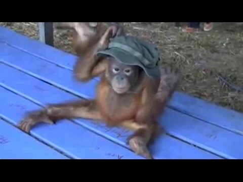 Орангутанг и шляпа