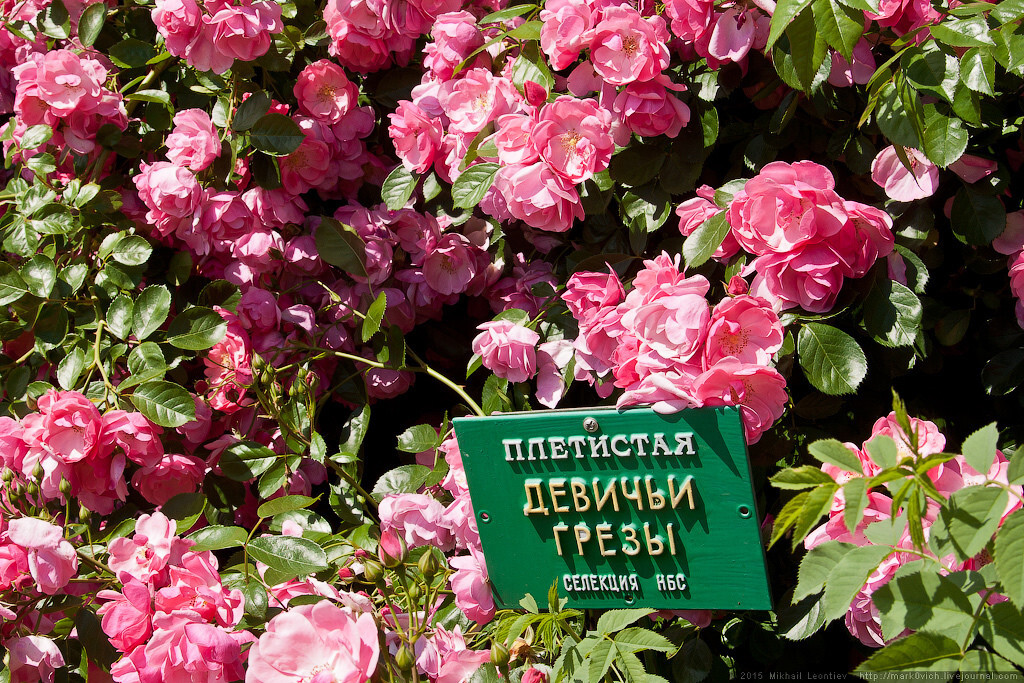 &quot;Романтические розы&quot; - фееричное шоу в Никитском Ботаническом саду