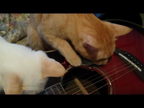 Коты - Гитаристы