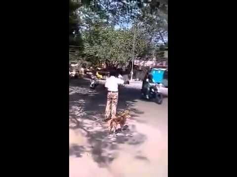 Полицейский помогает собаке перейти дорогу 