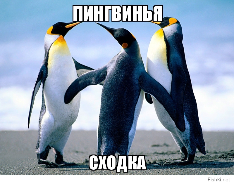 ПИНГВИНЬЯ