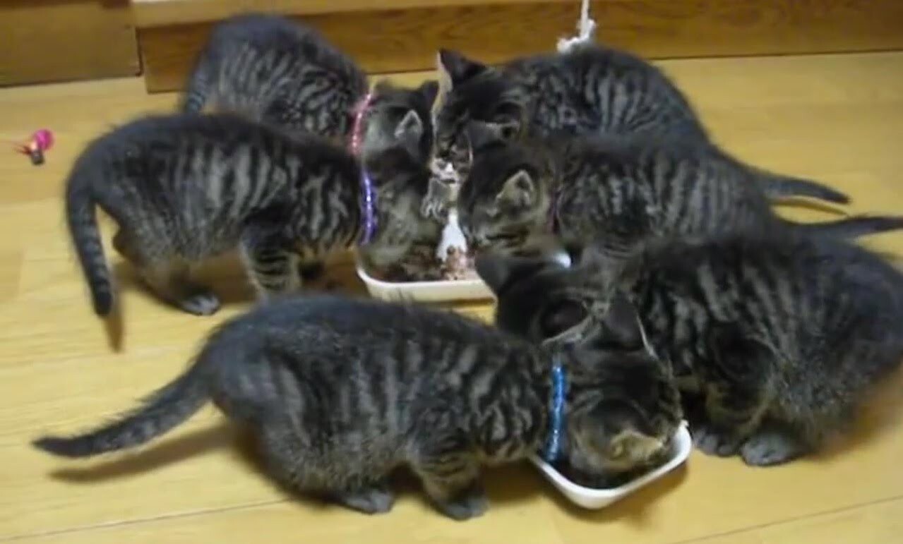 Хор котят