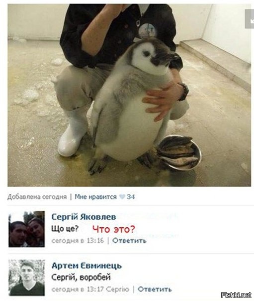 Из солянки
