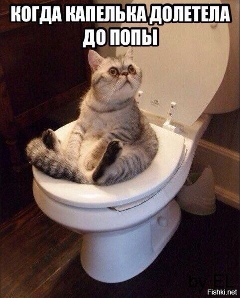 Из солянки