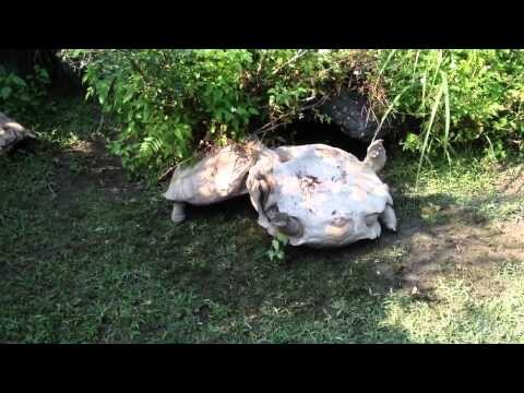 Черепаха помогает черепахе