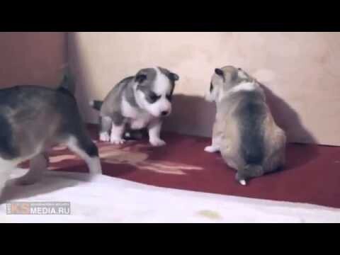 Собака Хаски играет со своими маленькими щенятами 