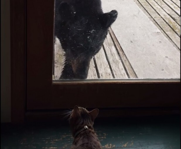 Домашняя кошка напугала медведя 