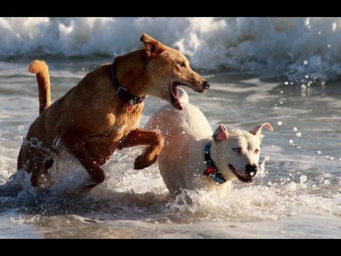 Собаки, живущие на море – самые счастливые