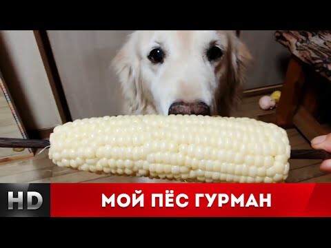 Мой пёс гурман