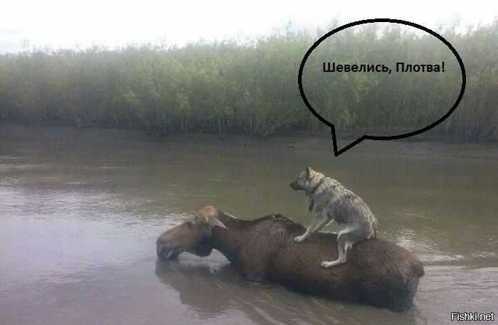 Из солянки