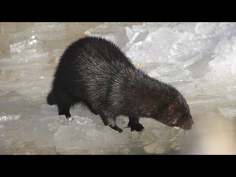 Норка ворует рыбу у рыбаков