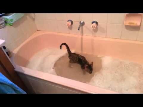 Прикол коты купаются