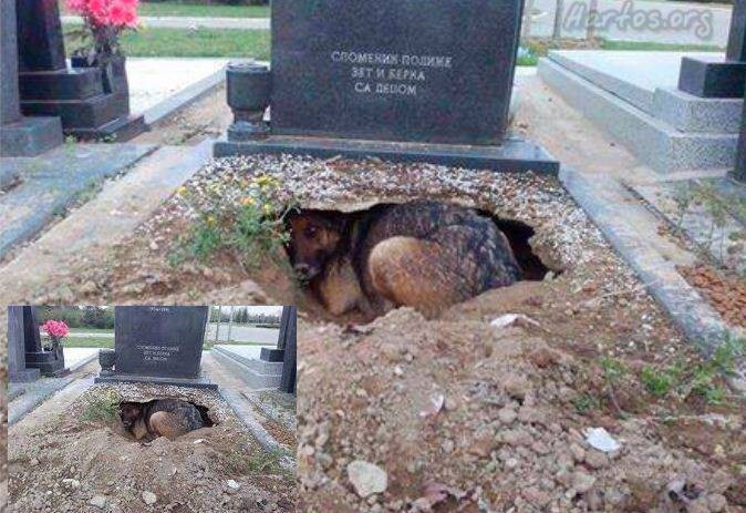 Эта собака осталась преданной своему хозяину даже после его смерти