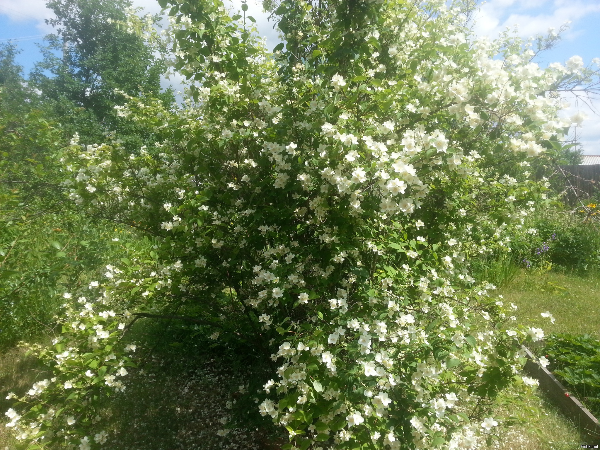 Несколько сегодняшних фоток с дачки